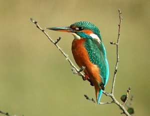 Martin p&ecirc;cheur (Alcedo atthis) - FD.jpg