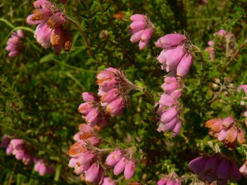 Bruy&egrave;re &agrave; 4 angles (Erica tetralix) -CM.jpg